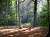 o_Bosque perdida