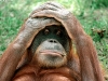 o_Orangutan teme