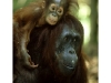 o_Orangutan-Female-and-Young-Borneo