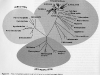o_Simbiogeneis