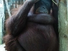 o_orangutan zoo Barcelona