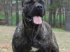 perro-presa-canario-fuente-perromania-com