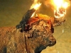toros-embolats-fuente-todo-es-muy-raro
