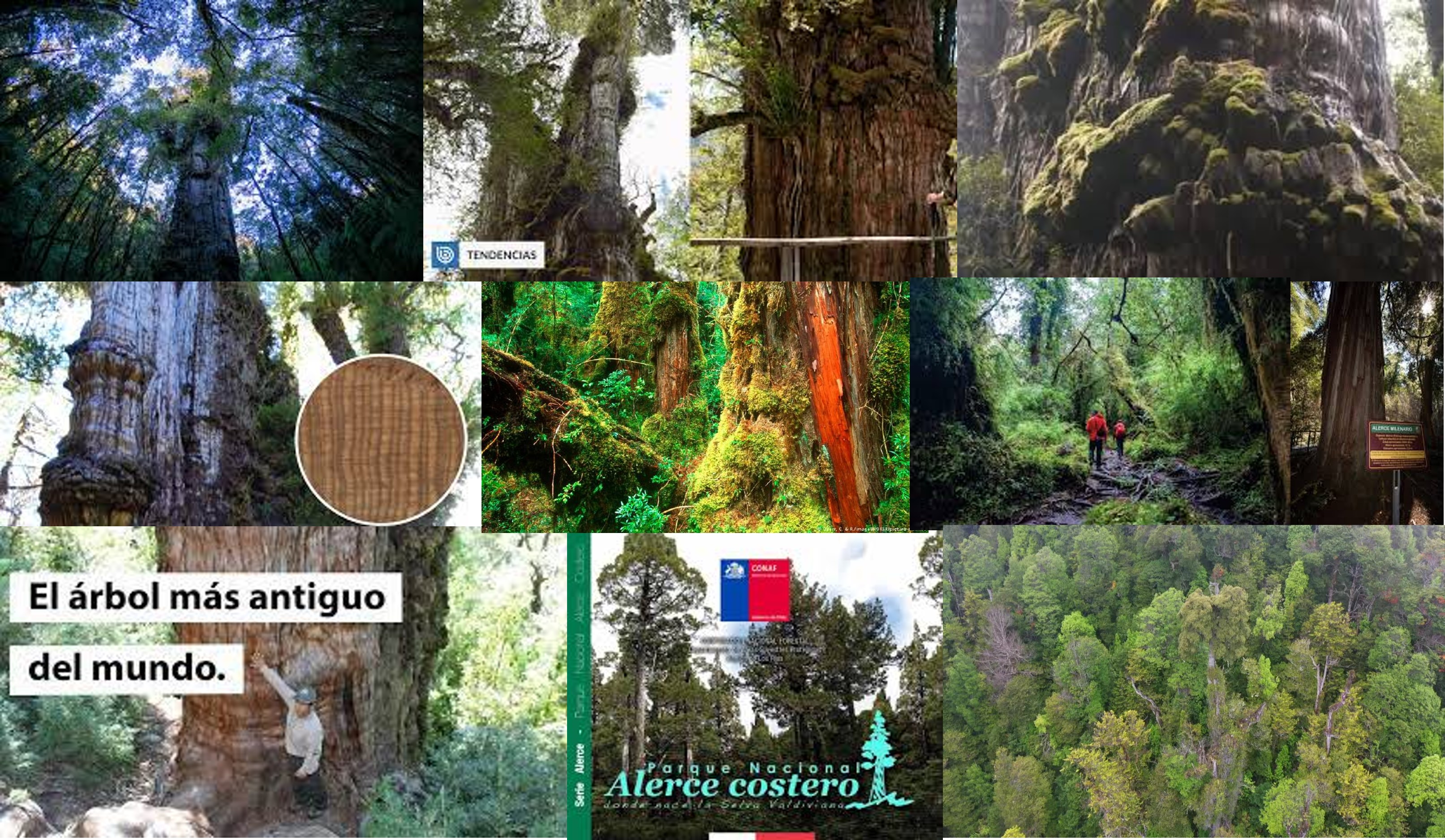 Alerce-milenario-arbol-mas-viejo-del-mundo