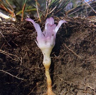 rhizanthella_gardneri-blog-o-mondo-das-orquideas