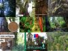 Alerce-milenario-arbol-mas-viejo-del-mundo
