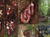 carnivoras-bajo-el-suelo