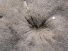 fulgurites_8b-web-ecologist