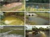 habitat-peces-de-lluvia-en-latinoamerica