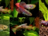 killis-peces-de-lluvia-en-espana