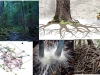 la-inteligencia-de-los-bosques-buena