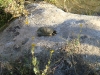 o_Cuatrocienagas tortuga2