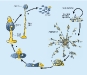 o_Dictyosteliium ciclo NATURE