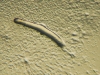 o_Dictyostelium_Pseudoplasmodium Wikipedia