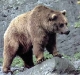 o_Oso