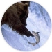 o_Osos y salmones fishandbear