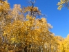 o_Populus tremuloides