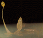 o_dictostelia mucilaginoso 2