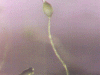 o_dictostelia mucilaginoso