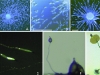 o_dictyostelium UPM