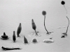 o_dictyostelium transdead