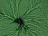 o_dictyostelium-purpureum-521