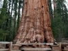 o_generalsherman