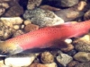 o_salmon2