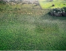 raised-fields-guyana-frncaise-source-pnas-2010
