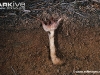 ARKive image GES004950 - Underground orchid