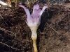 rhizanthella_gardneri-blog-o-mondo-das-orquideas