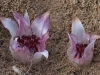una-orquidea-bajo-el-suelo-science-daily-febredo-2011208101337-large