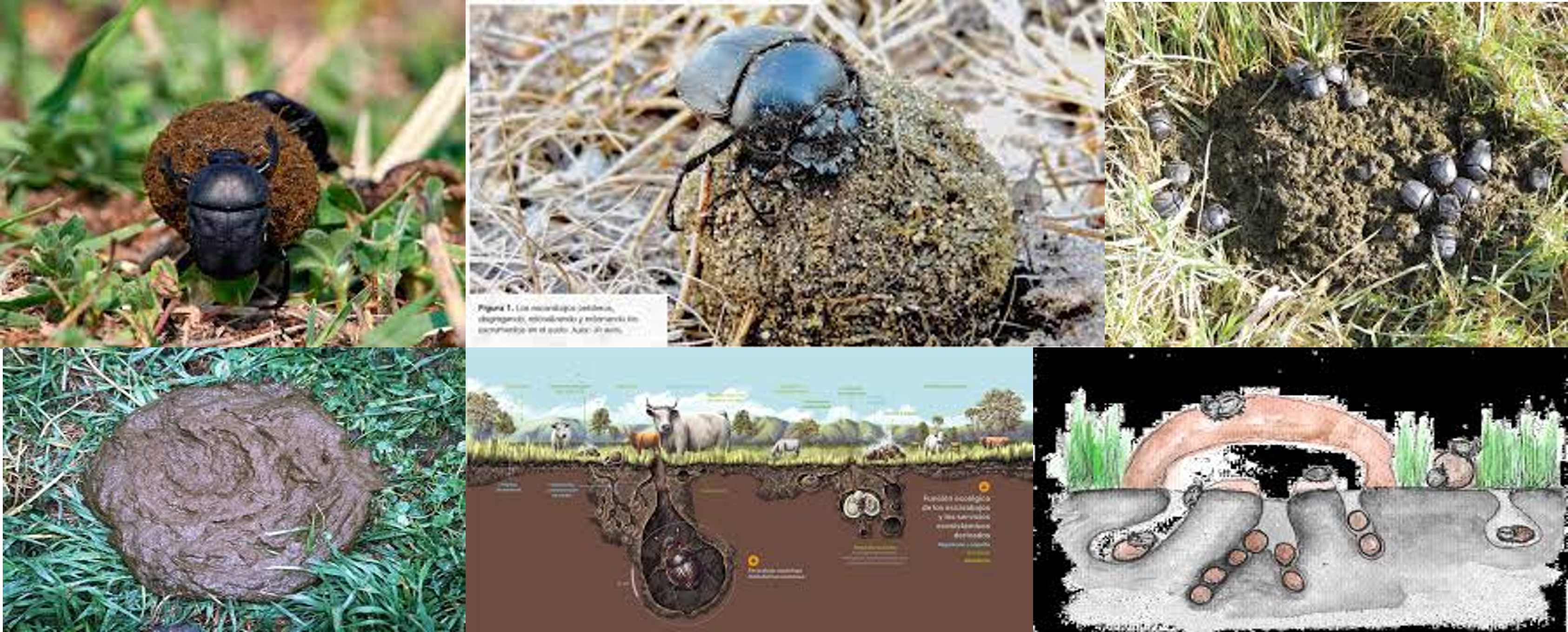 Escarabajos-coprofagos