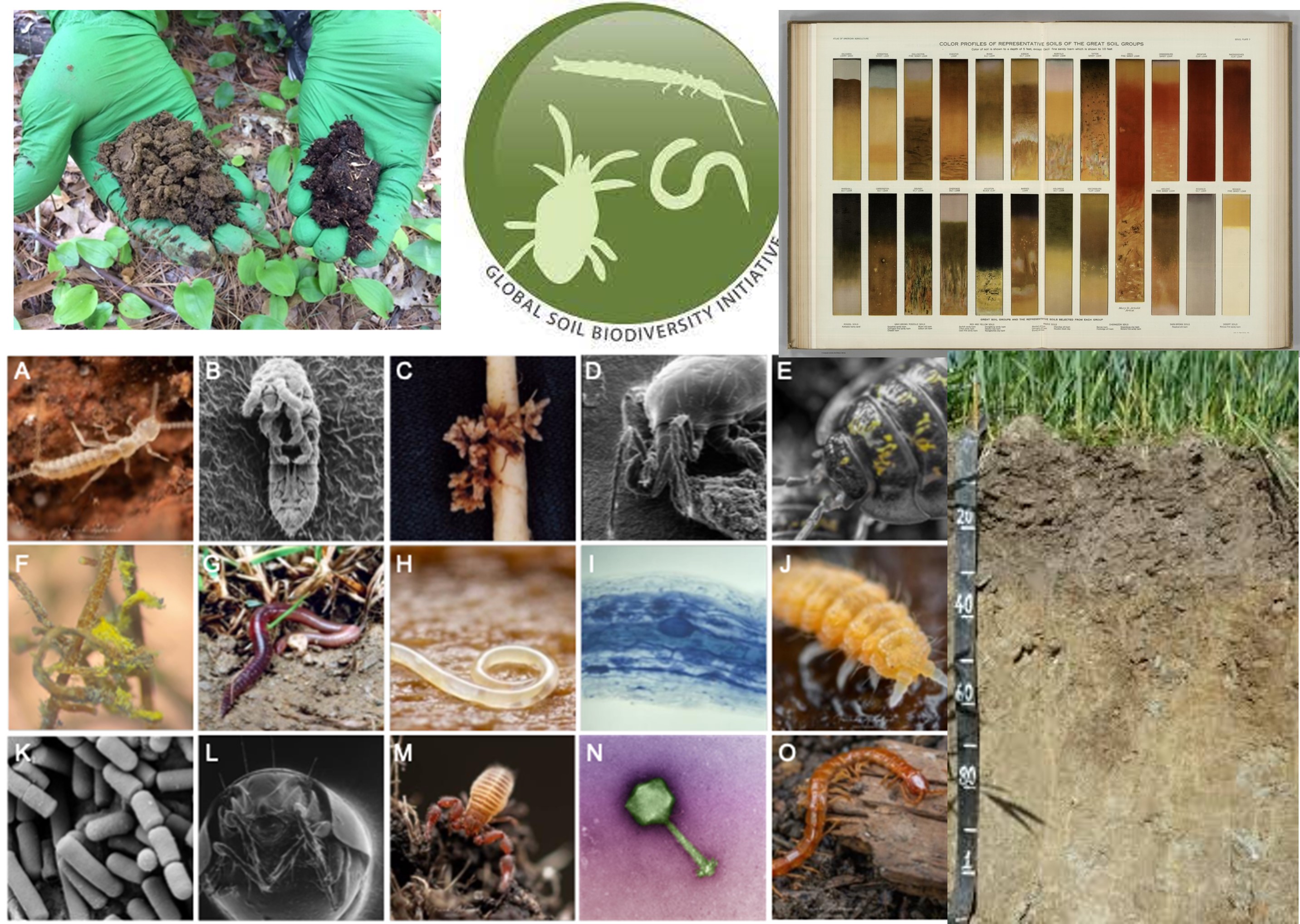 Global-soil-initiative