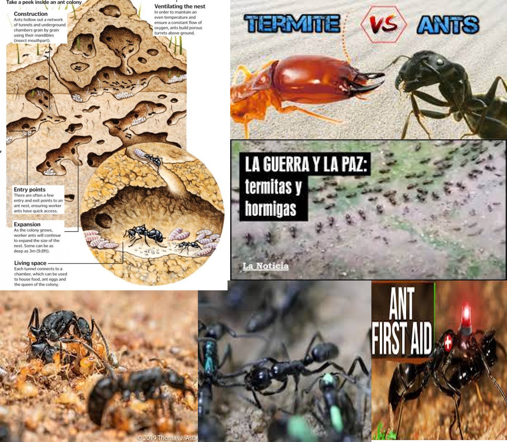 Guerra-hormigas-termitas