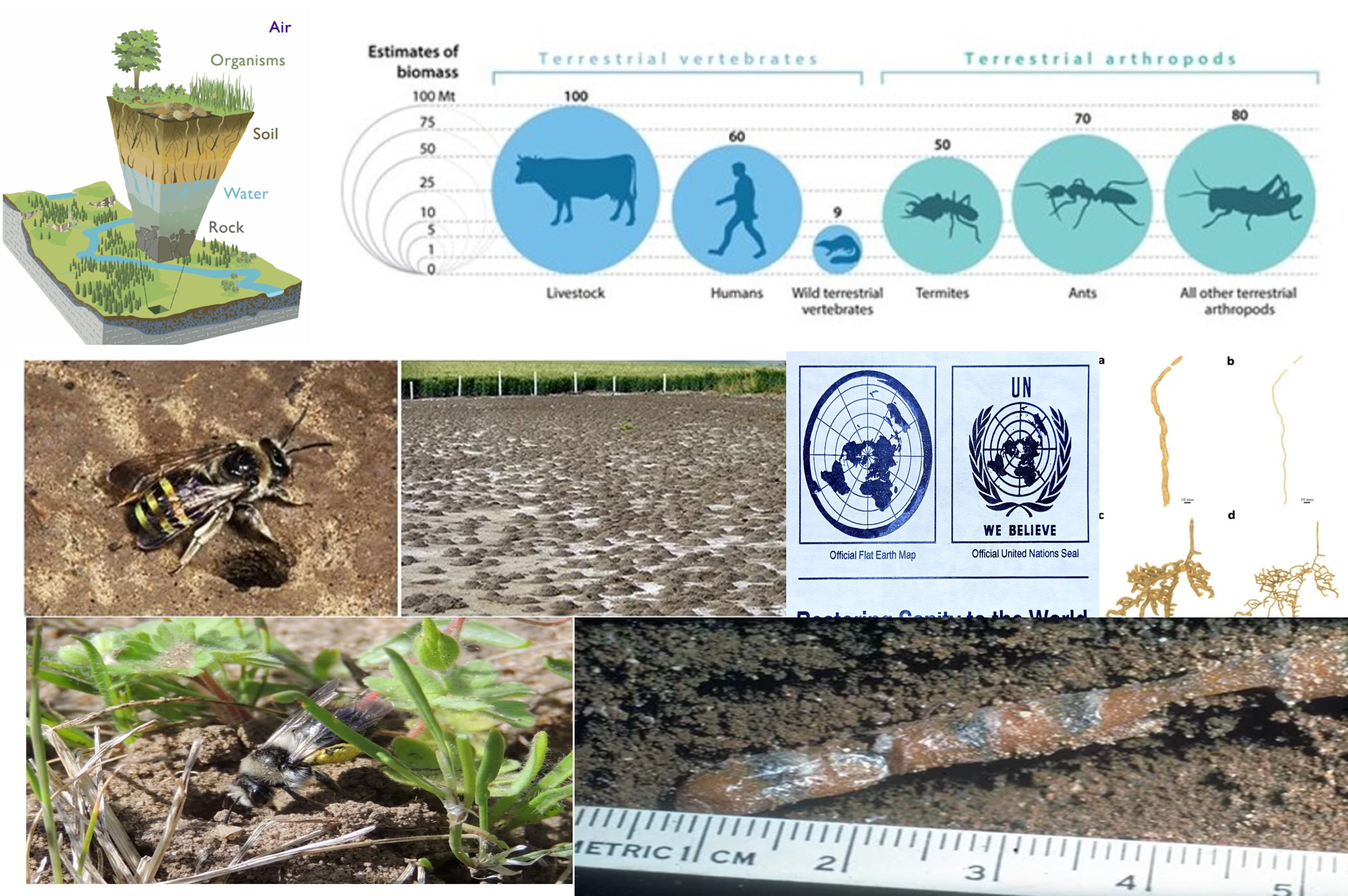 Zona-critica-terrestre-y-abejas