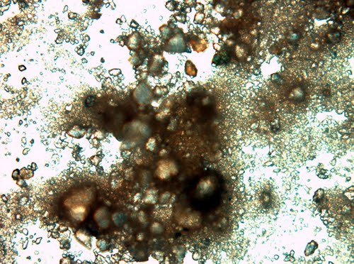 actinobacteria-permafrost-siberiano