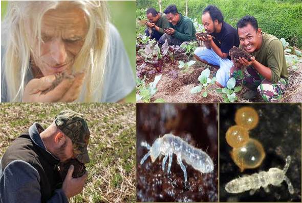 aroma-del-suelo-y-colembolos