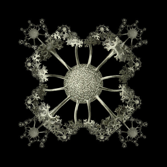 ascomicetos-fuente-ernst-haeckel-en-ars-scientae