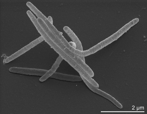 bacrerioidetes-fuente-microbe-wiki-marivarga_tractuosa