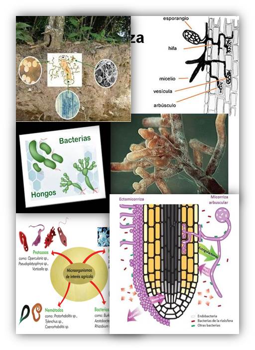 biodiversidad-del-suelo-micorrizas-bacterias