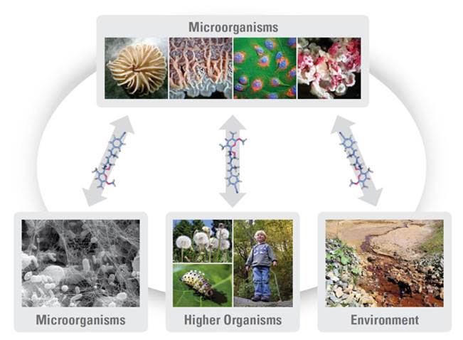 comunicacion-microbios-suelo