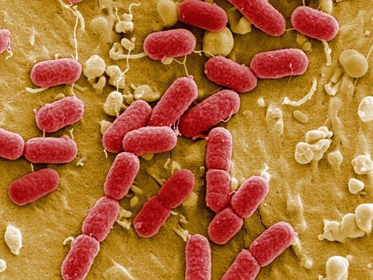 e-colio104-h4-fuente-fire-earth