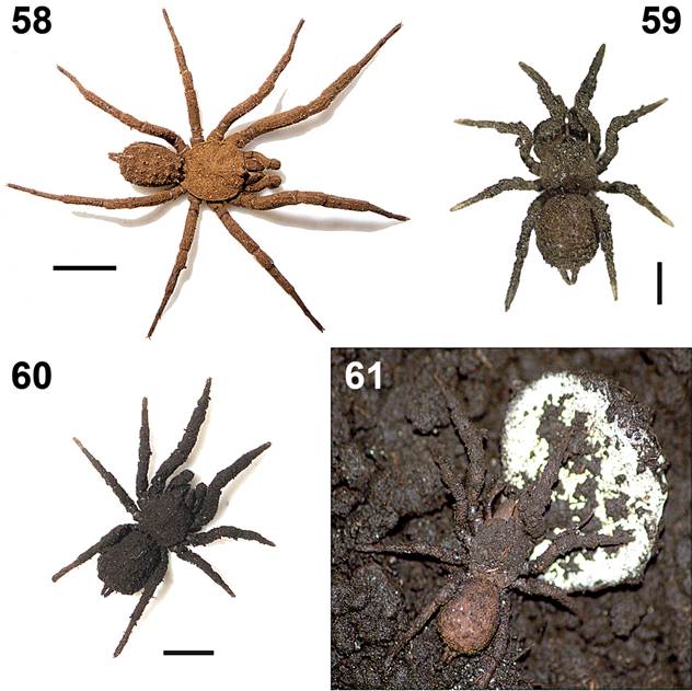 escorpinos-particulkas-suelo-def