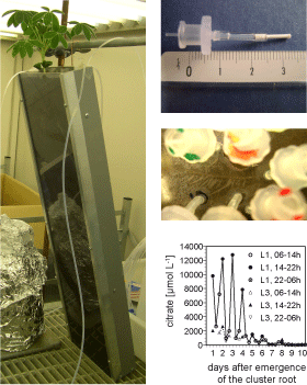 experimentando-con-la-rizosfera-fuente-wsl