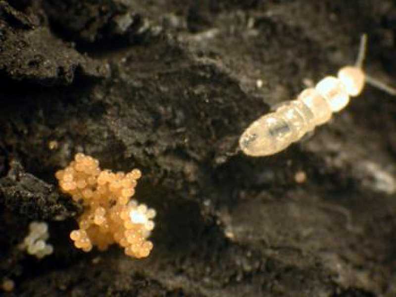 folsomia-candida-colempolo-del-suelo