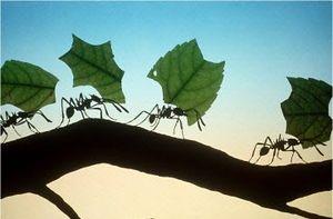fungicultura-de-las-hormigas-incluye-el-uso-de-antibioticos-pare-evitar-crecimiento-de-especies-indeseables-blog-small-things-considered