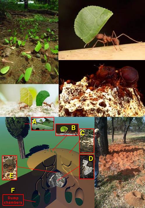 hormigas-atta-y-resistencia-antibioticos