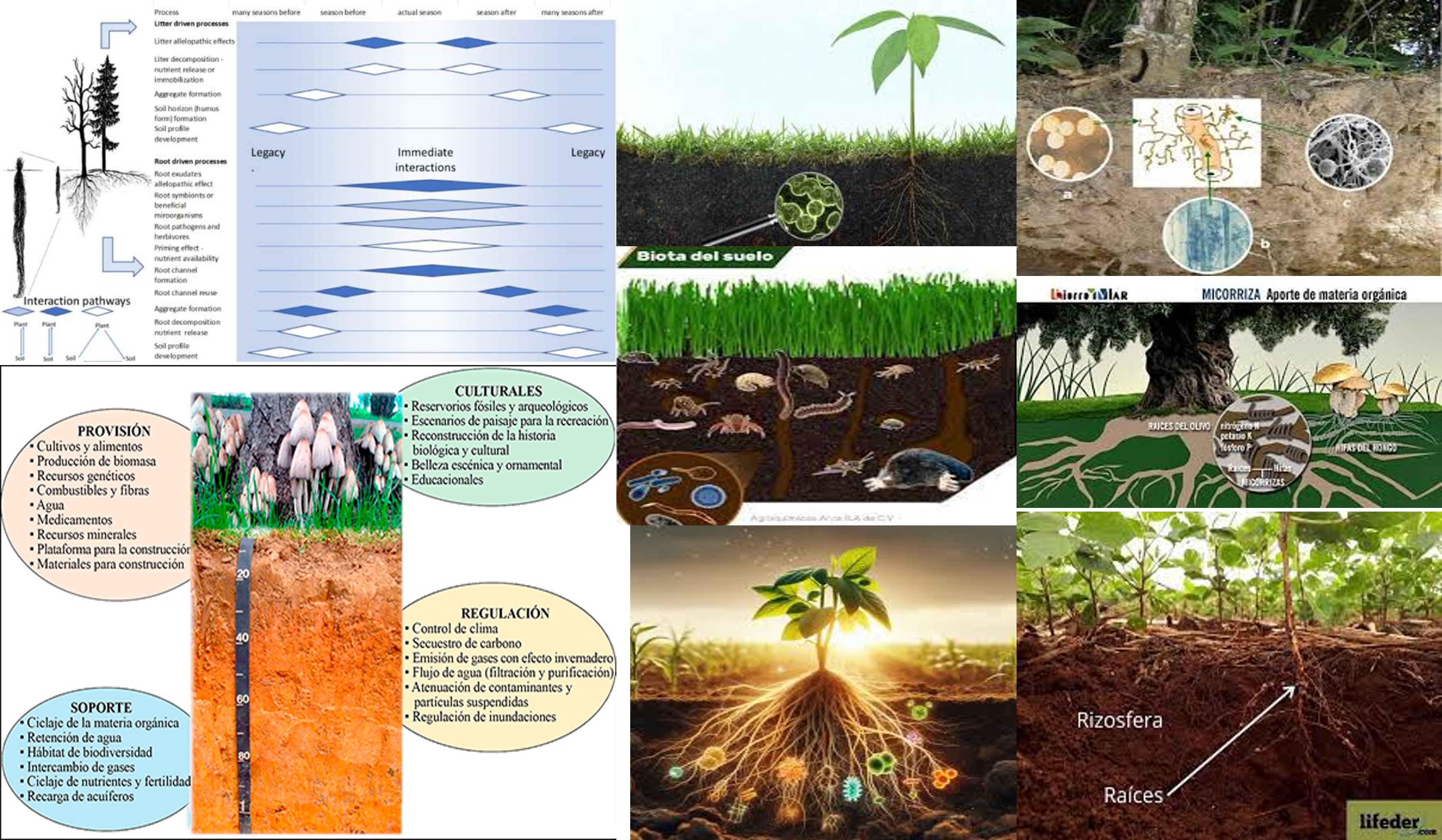 interaccion-biota-plantas