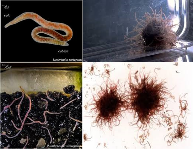 lombrices-comportamiento-colectivo-int-distributiva